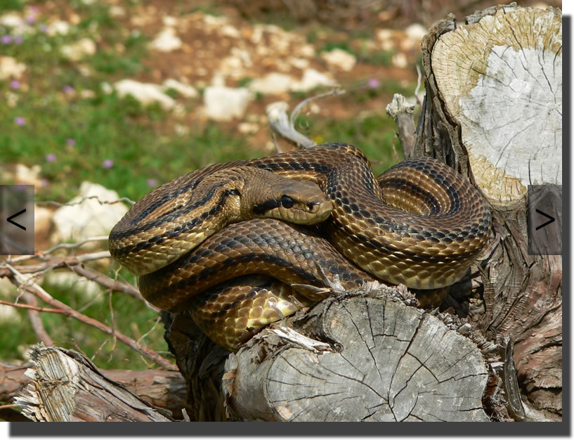 Elaphe quatuorlineata